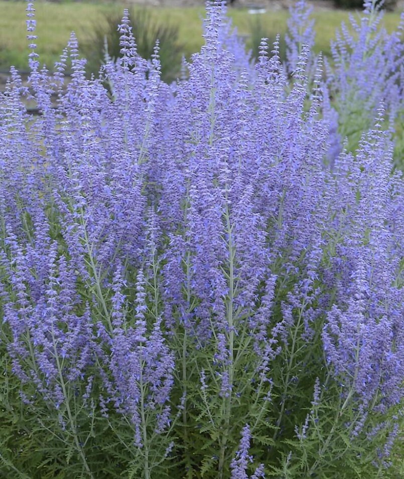 Russian /sage Jean baby 1 gal
