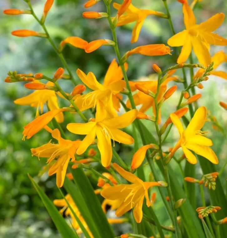Crocosmia George Davison Qt