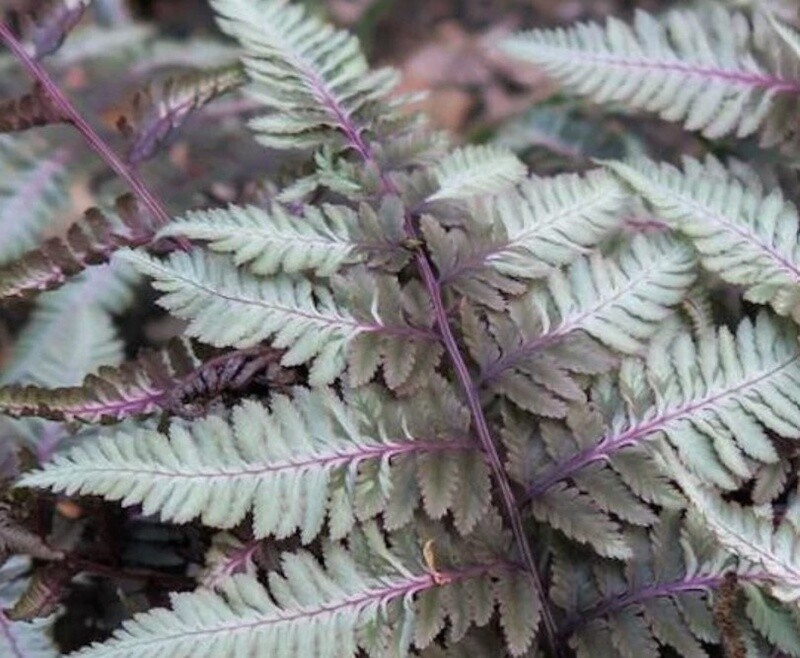 Painted fern Silver falls 1 gal