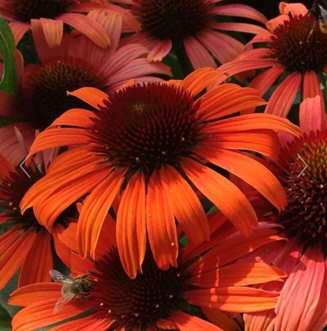 Echinacea Orange Skipper 1 gal