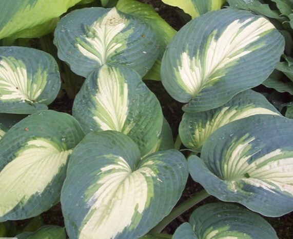 Hosta Shadowland hudson Bay 1 gal PW