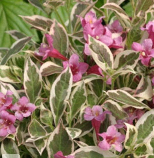 Weigela My Monet 2 gal