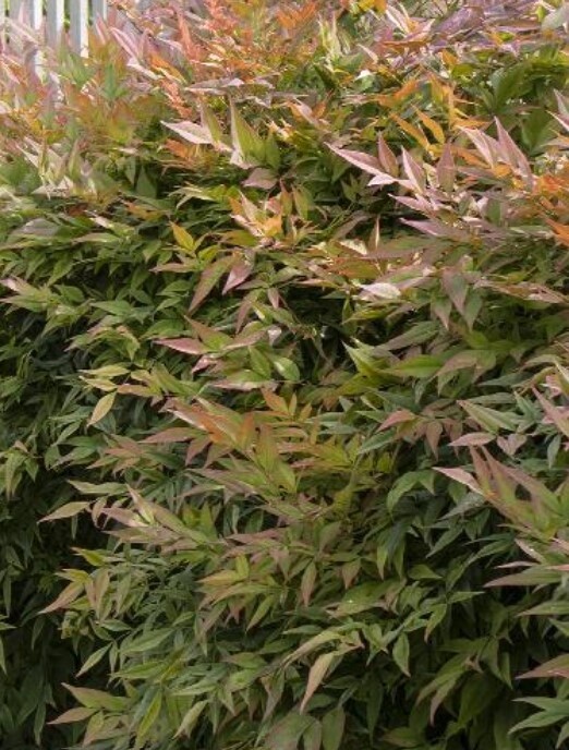 Nandina Gulf Stream 2 gal