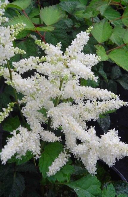 Astilbe Deutshland white 1 gal