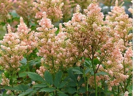 Astilbe Peach Blossom 1 gal