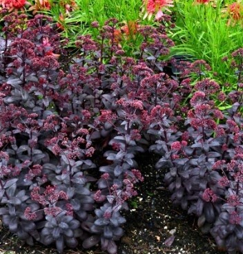 Sedum desert black 1 gal