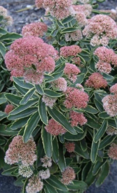 Sedum Frosted Fire 1 gal