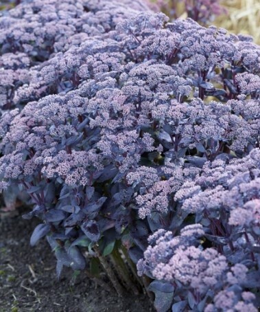 Sedum Mojave Sapphire 1 gal