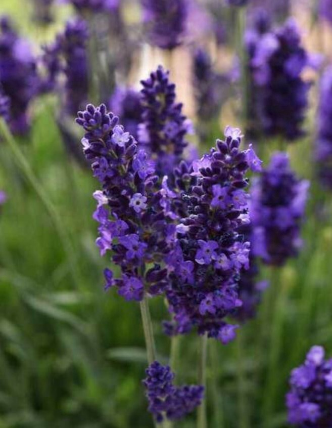 Lavender Blue Spear Qt