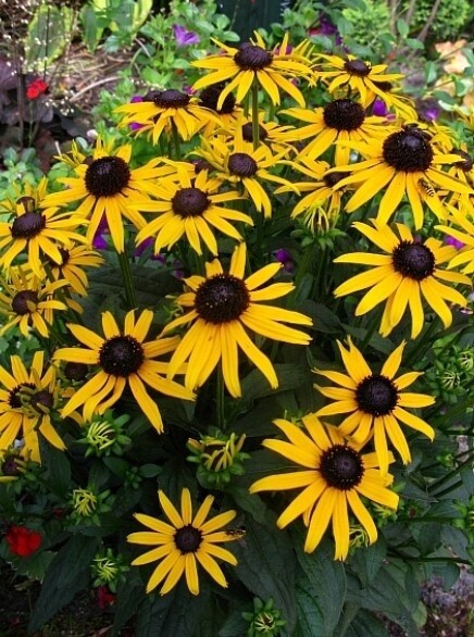 Rudbeckia little goldstar Qt