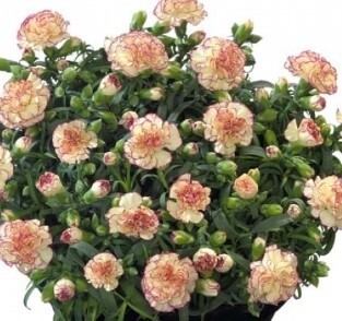 Dianthus flow grace bay 1 gal