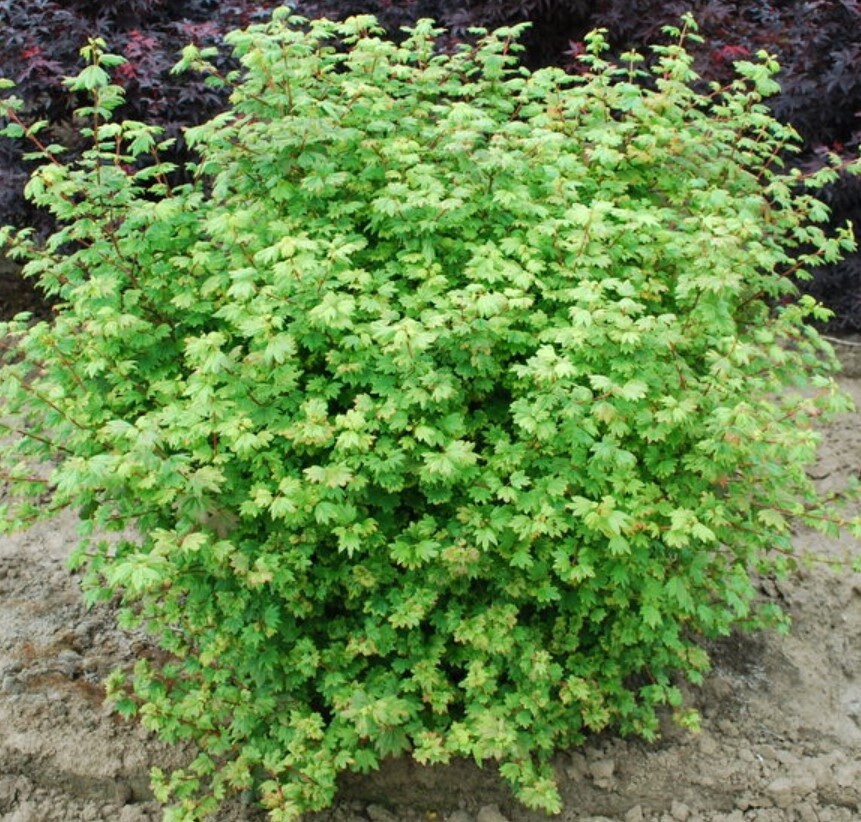 Vine Maple little gem 1 gal