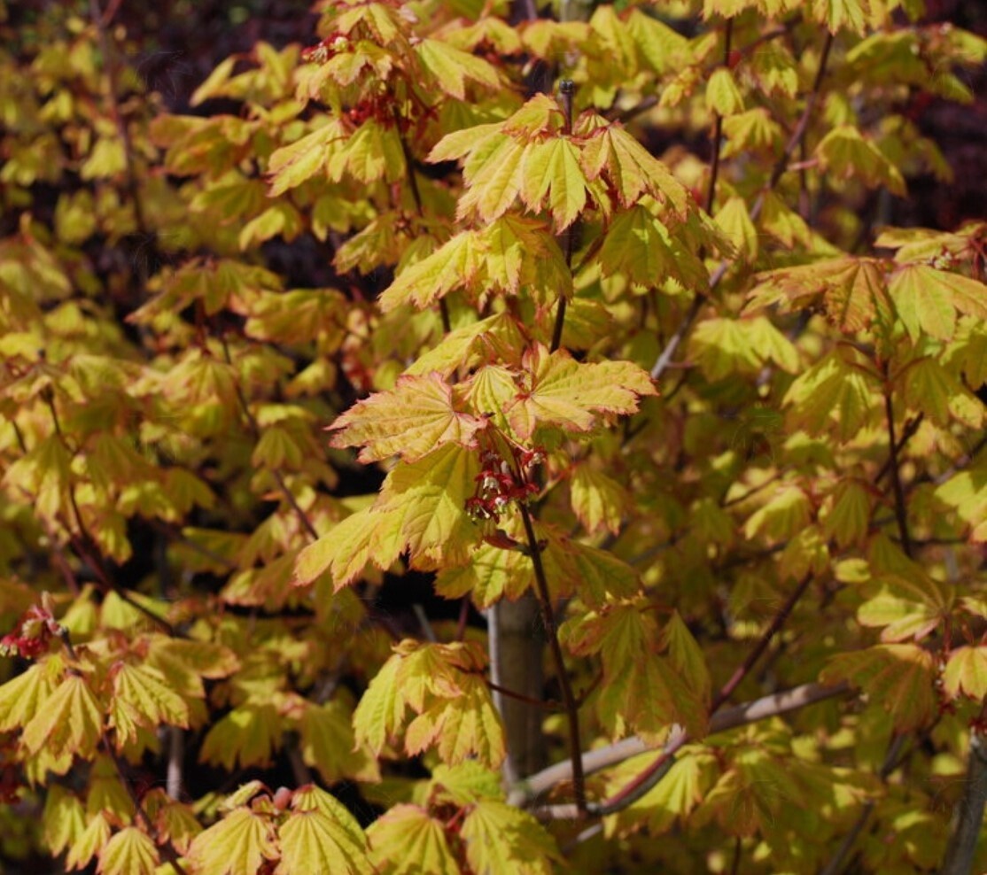 Vine maple Sunglow 3 gal