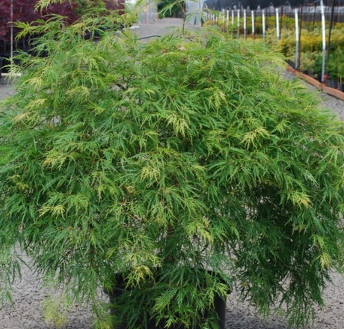 Japanese Maple Viridis 3 gal