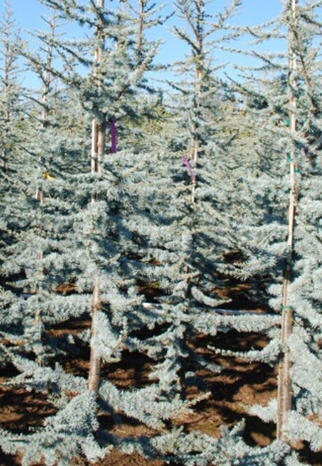 Blue Atlas Cedar 2 gal