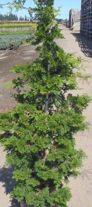 Hinoki Gracilis 3 gal