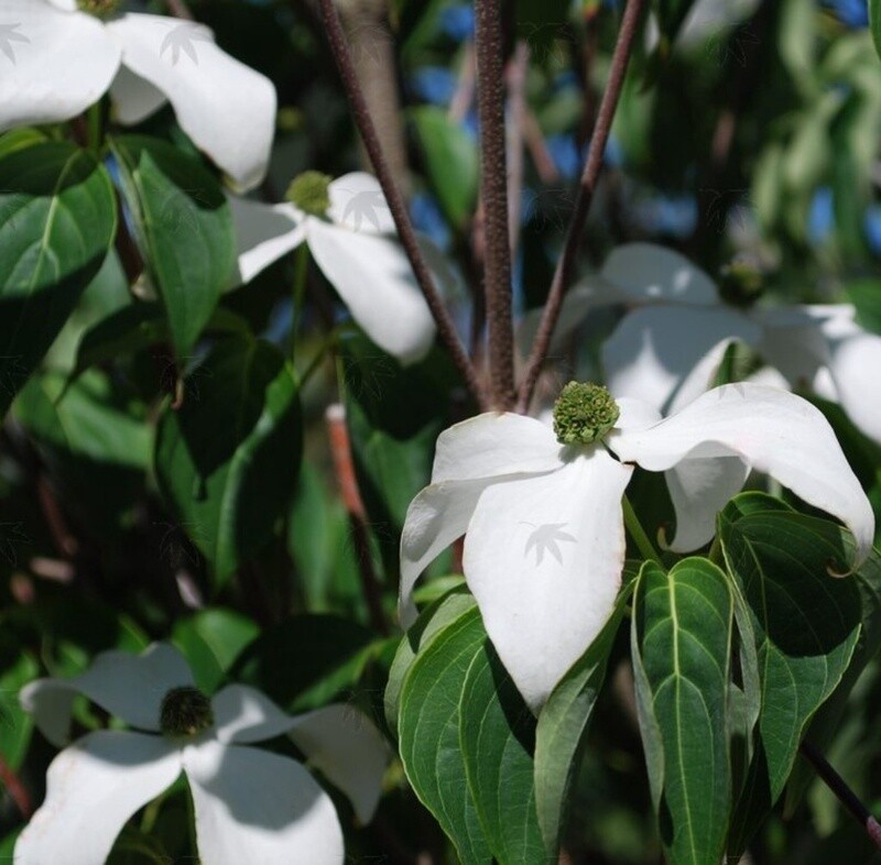 Dogwood Kousa White 7 gal