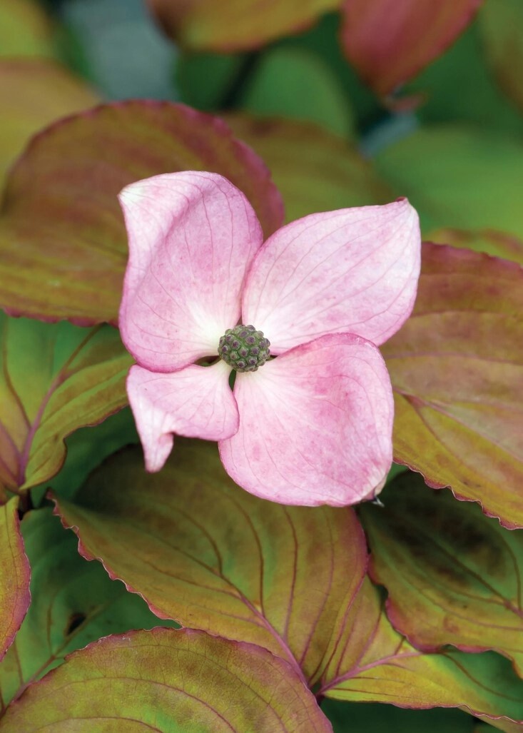 Dogwood Heart Throb 10 gal