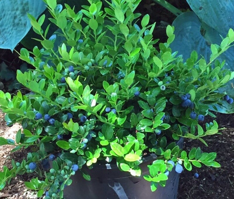 Gaylussacia berried treasure 1 gal