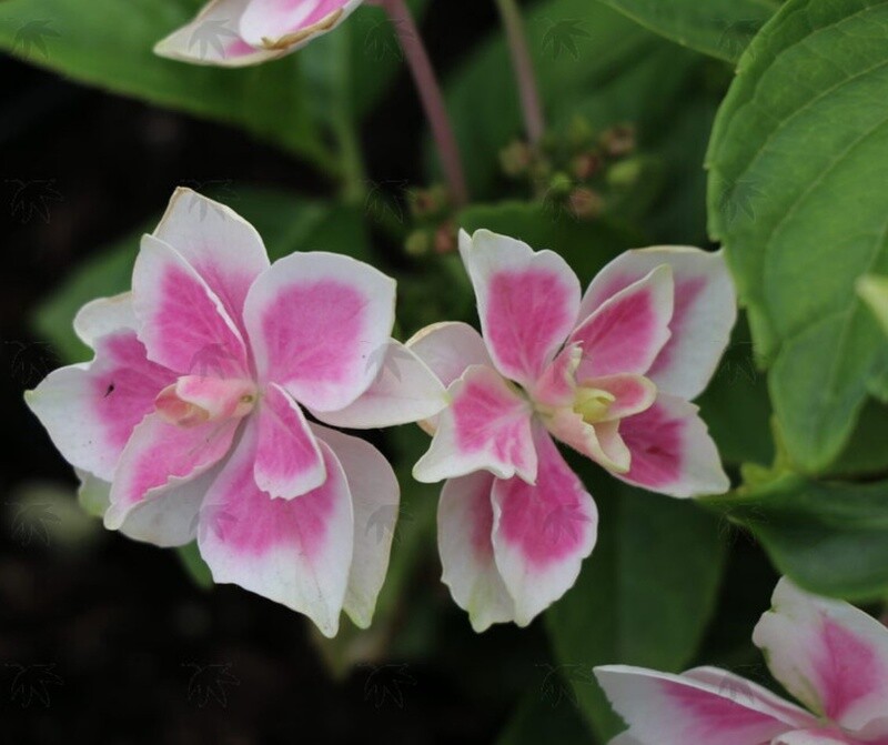 Hydrangea Kompeito  Star gazer 1 gal