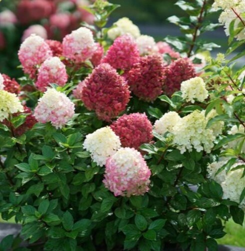Hydrangea Little Lime Punch 5 gal PW