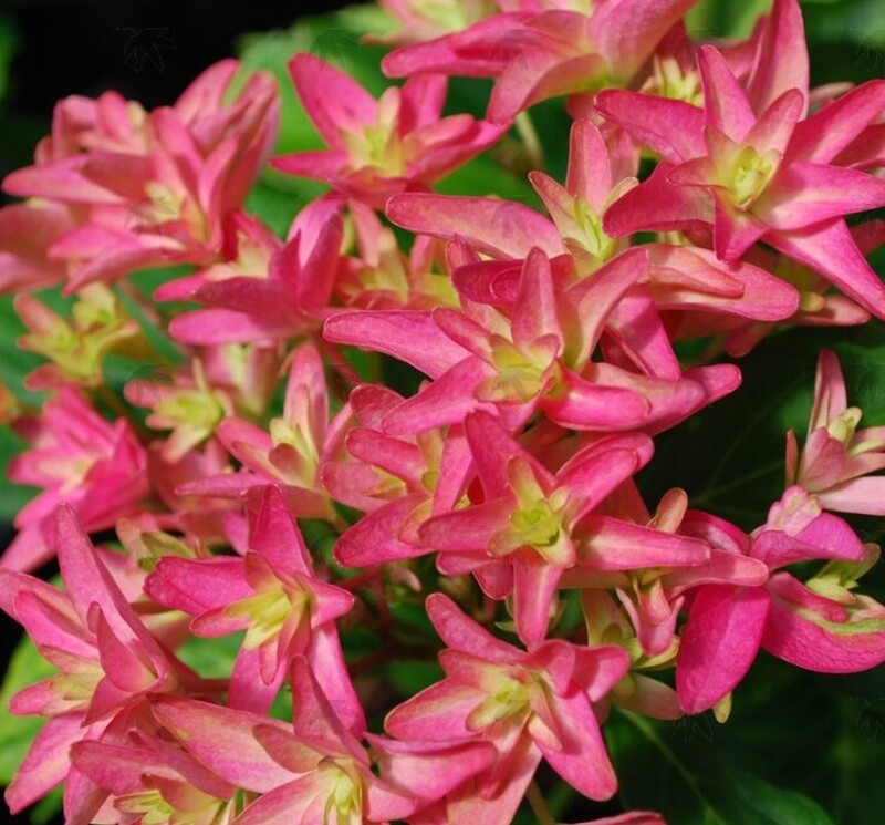 Hydrangea Wowtime 1 gal