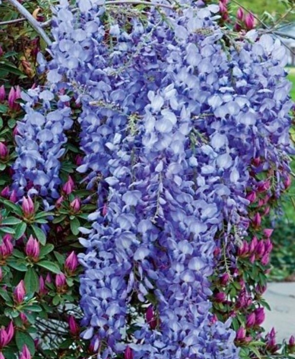 Wisteria blue moon 3 gal