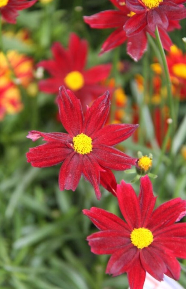 Coreopsis Red Elf Qt