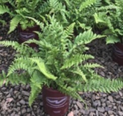Male fern 1 gal