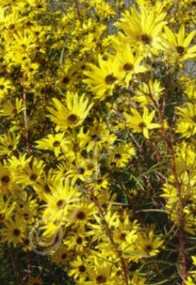 Helianthus Gold Lace 1 gal