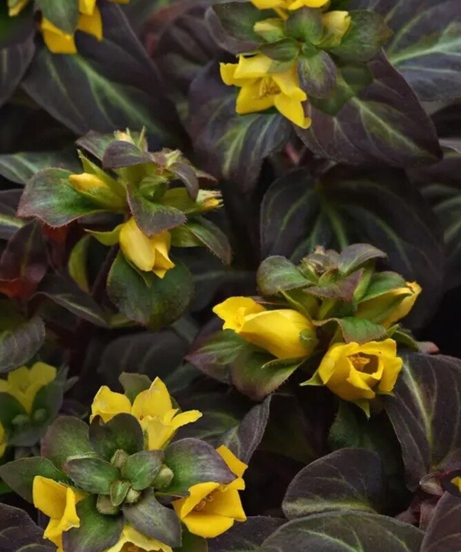 Lysimachia Night Light 4"