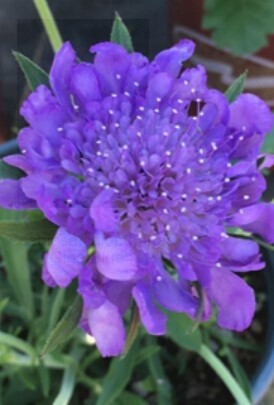 Scabiosa Giga Blue 1 gal