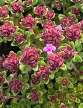 Thyme wine and roses 4&quot;