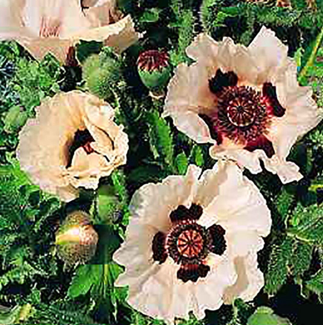 Poppy Oriental checkers 1 gal