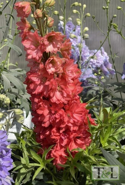 Delphinium Red Lark 1 gal