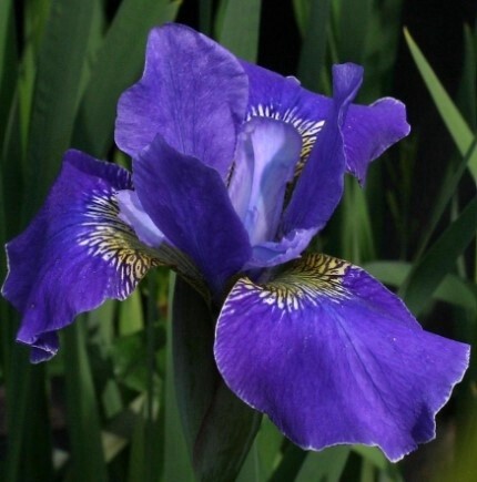 Iris Silver Edge 1 gal