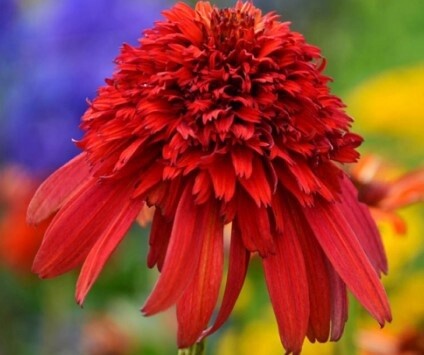 Echinacea hot Papaya 1 gal