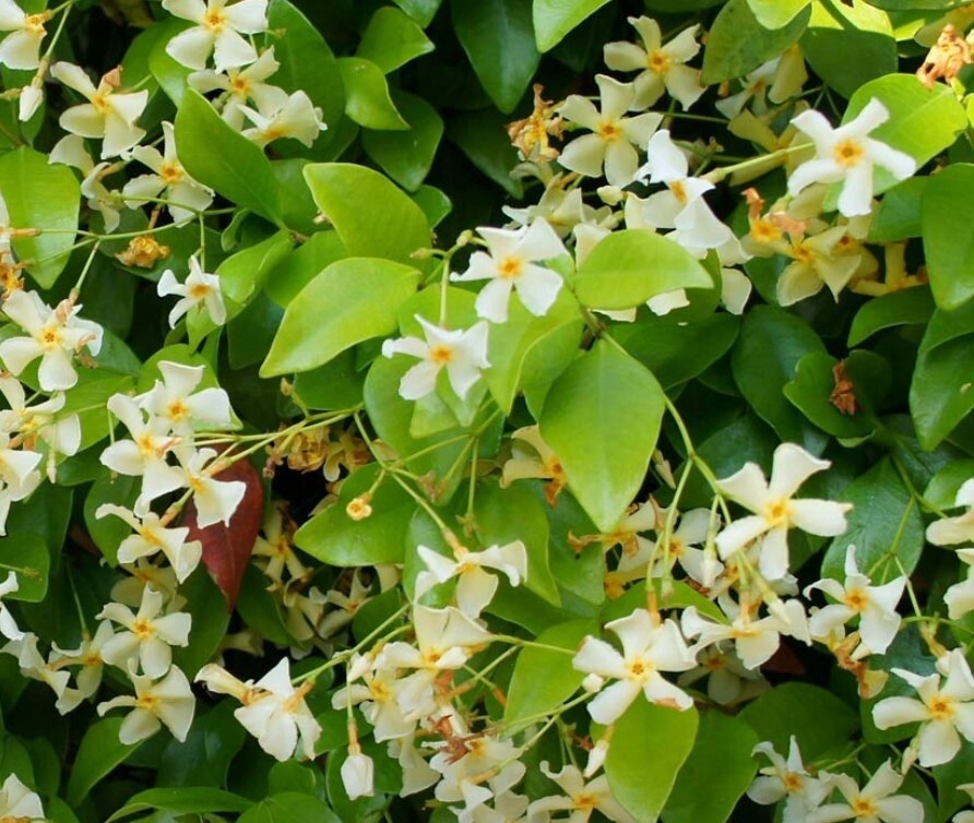 Jasmine Star of Tuscany 1 gal