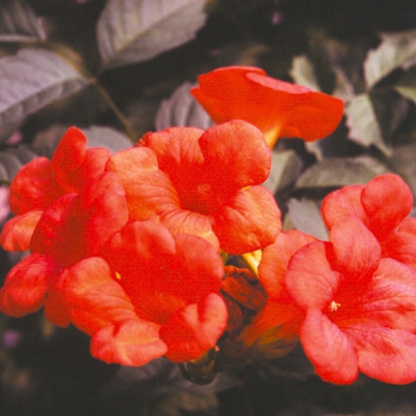 Trumpet Vine Scarlet 1 gal