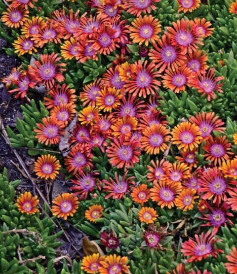 Ice Plant fire spinner 1 gal