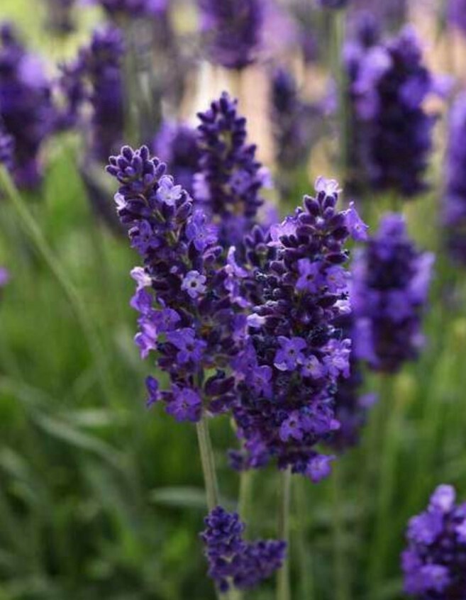 Lavender Blue Spear 4&quot;