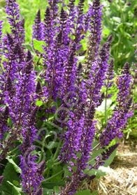 Salvia May Night Qt