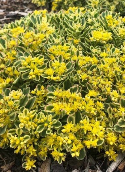 Sedum Boogie Woogie 1 gal