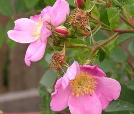 Woods Rose 2 gal