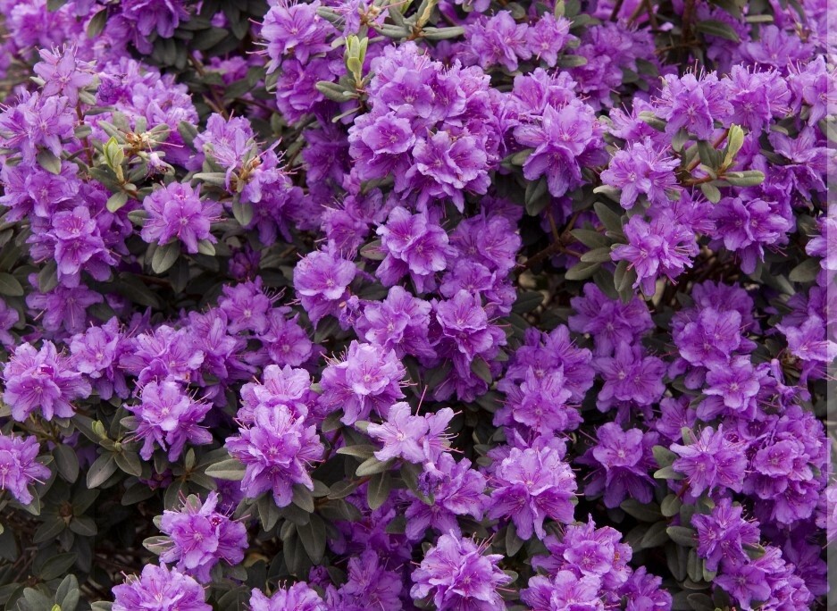Rhody ramapo 2 gal