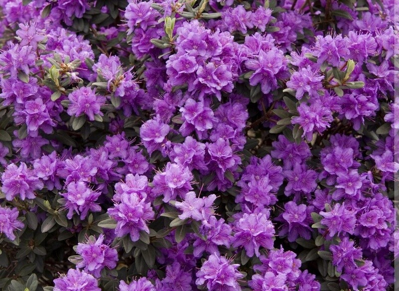 Rhody ramapo 2 gal