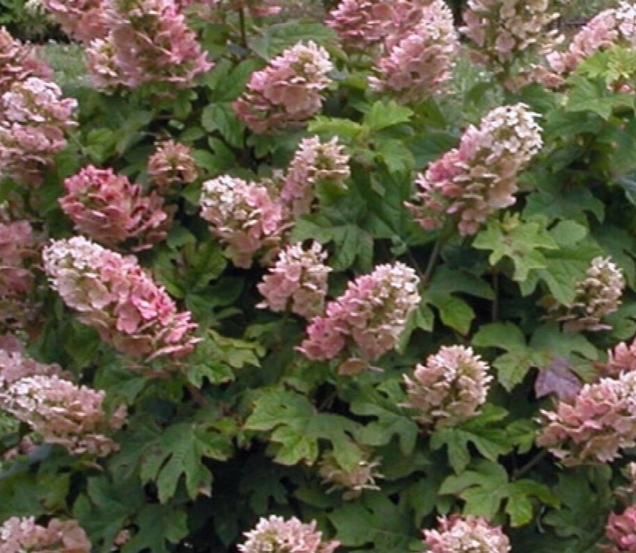 Hydrangea oak leaf ruby slippers 5 gal