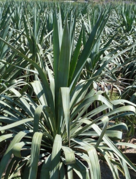Yucca Pendula 5 gal