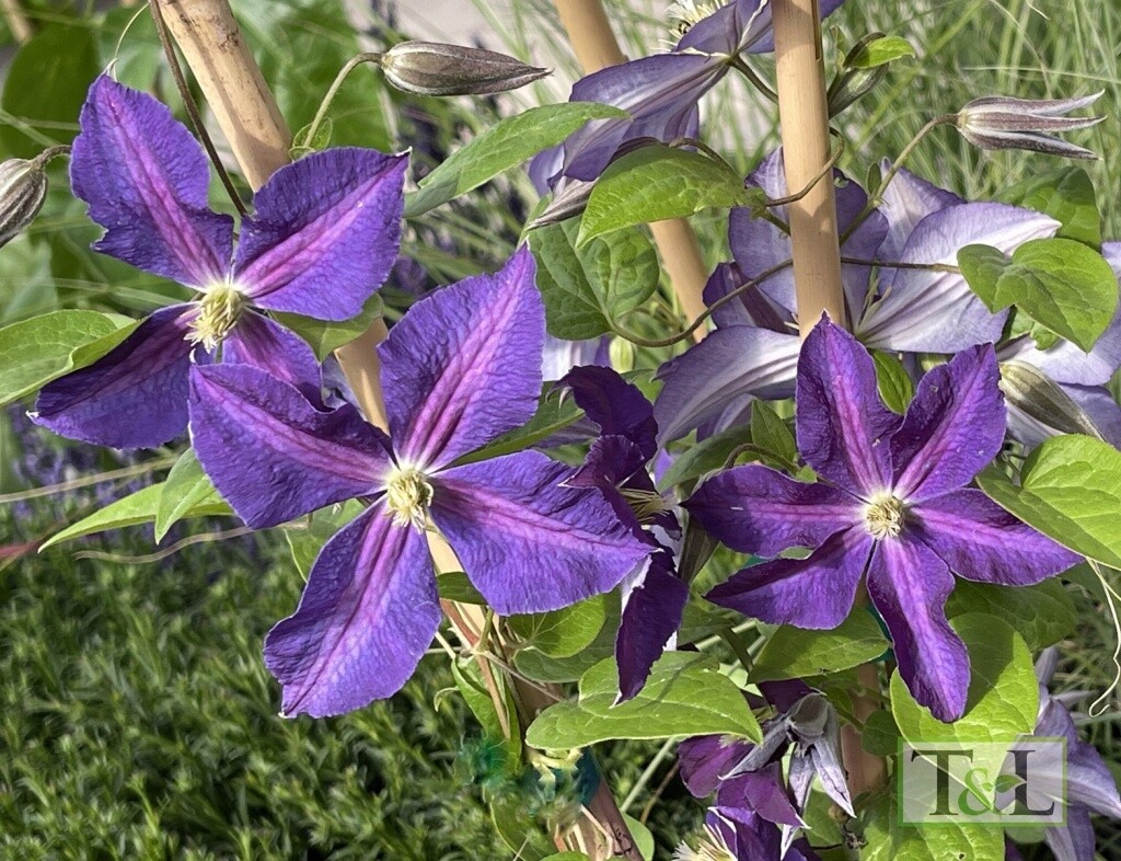 Clematis Jackmanii 1 gal