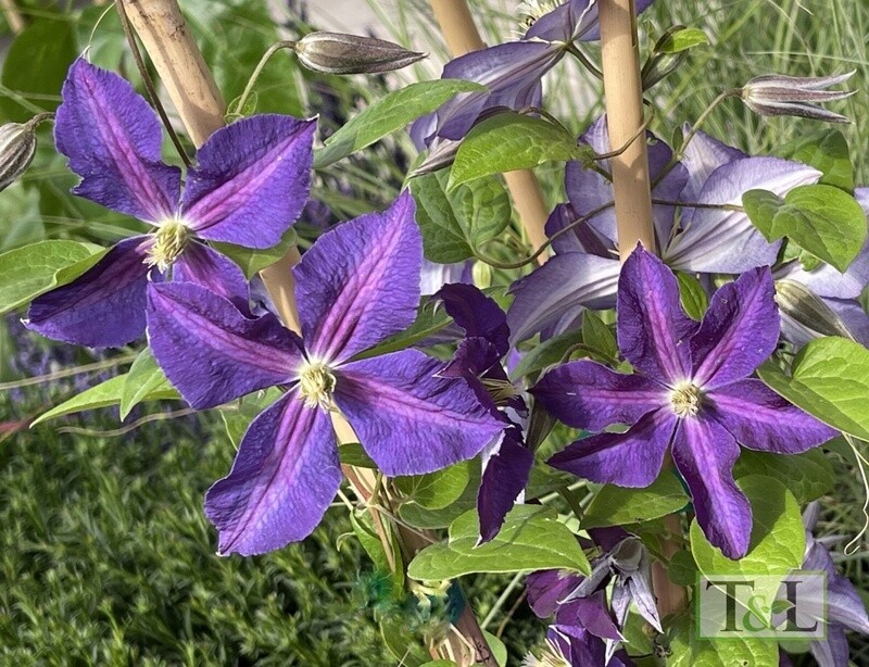 Clematis Jackmanii 1 gal